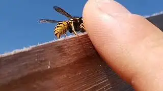wasp slow motion