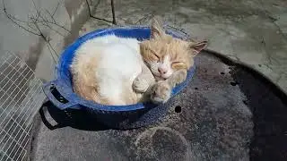 Самый хитрый котик!