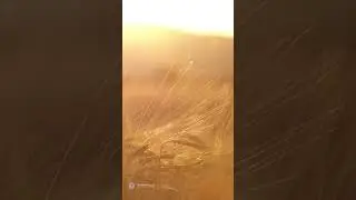 Mindful Minute | Wheat Field Meditation for Inner Abundance #shorts
