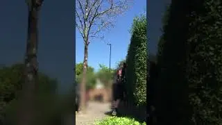 oddly satisfying privet hedge tidy #shorts