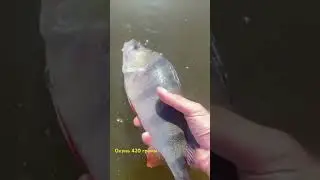 Окунь 420 грамм на волю