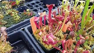 Sarracenia program – 2017 select clones