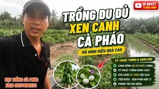khám phá mô hình trồng đu đủ xen canh cà pháo trắng