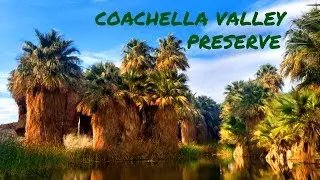 Coachella Valley Preserve (Palm Oasis) - Palm Desert, CA
