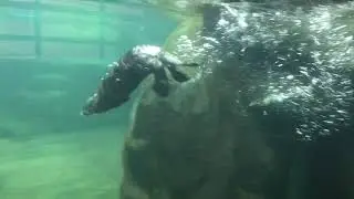 Joey tests the waters in the big otter habitat