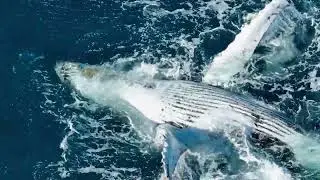 Two humpback whales enjoying the sun🐋