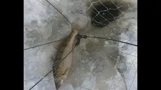 рыбалка на хапуги