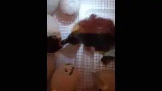 Duckling 4 & 5 hatching