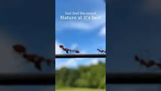 Forest stay | just feel the vibes