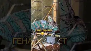 ГЕНА ЛИНЯЕТ ☺️🦎 #хамелеон хамелеон линяет