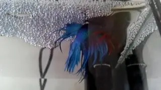 #3. Betta Fish Producers Maintenance Breeding Part 3