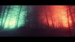 Night Forest