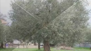 Foto d'Irpinia - Pampanella (Seppuccio Folk)