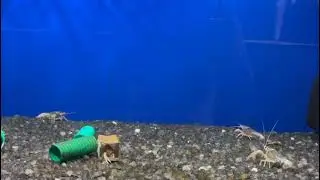 Cray fish are known for their hardness || Brown Ghost Crayfish