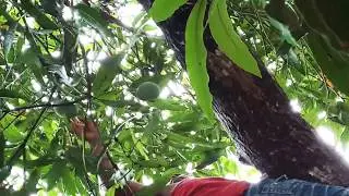 പച്ചമാങ്ങാ മിട്ടായി 😋