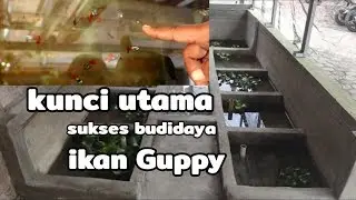 KUNCI UTAMA RAHASIA SUKSES BUDIDAYA IKAN GUPPY