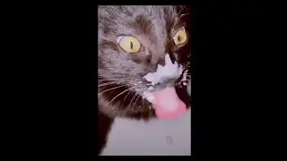 wocky slush cat