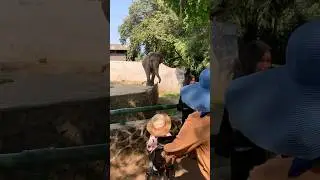 Awas gajah jatuh