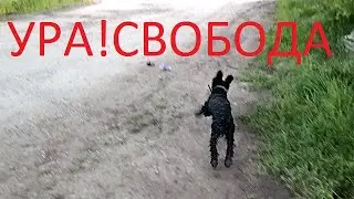 НАШЕ УТРО В ДЕРЕВНЕ. Тейку на волю отпустили.