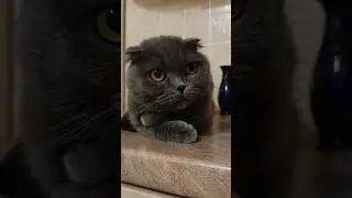 Романтично пахне 🥰 #catsofyoutube #смішнівідео #гумор #scottishfold