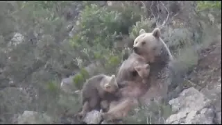 Anne Ayıyı Yavrularını Emzirirken Görüntüledim / I Caught Mother Bear Breastfeeding Her Cubs