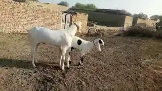 Goats Fight playing and Making Fun