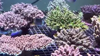 В моём аквариуме Крипт!!!  )))  REEF EXCLUSIVE