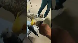 Fighting cockateil and african lovebird 🔥🦜  #orio #morit #blue
