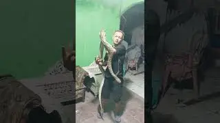 Ular Birahi Berat