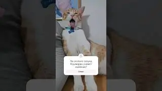 А вы думали почему Кошмарик не носит ошейник 🤣