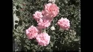 Faleza Dunarii Braila in anul 2000