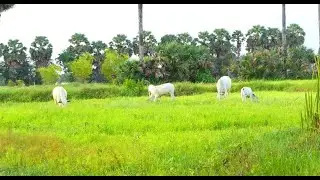 Get fresh evening at farm with nice view of green grass and some cows happy to eat before sunset