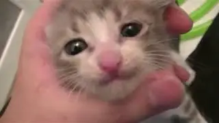 【Very cute kitten】i washed the poor cute kitten.