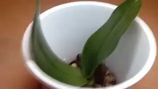 Resuscitation orchids.Orchid grows without roots. Part 1