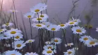 daisies