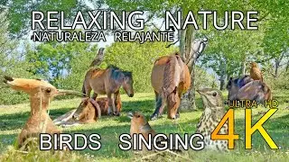 🎧 1 hora PÁJAROS CANTANDO 🐦en la MONTAÑA. Puro RELAX .