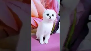 Девочка скоттиш фолд #котята #шотландскиекотята #шотландскаявислоухая