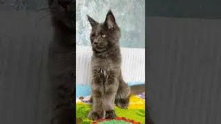 Лапы варежки полидакты