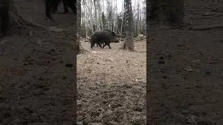 Встреча с дикими кабанами в лесу