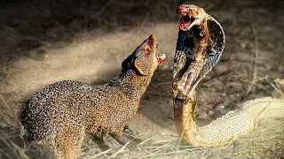 7 Animals That Can Kill A King Cobra Easily