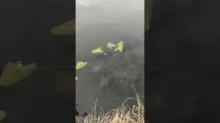 Озеро Песчаное и его природные богатства. Окрестности Екатеринбурга. Осень