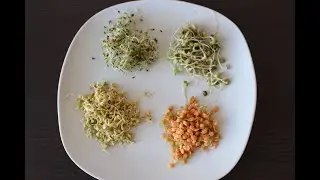 как прорастить семена и зерна и зачем ?