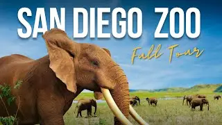 San Diego Zoo Guide: FULL TOUR, Animals, Tour, Shows and More!