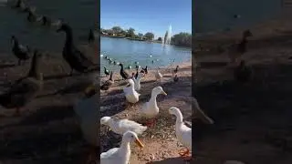 Ducks Are Attracted To Leaves