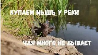 Чай на природе, проверка запасов и пуэр в мандарине