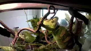 베일드 카멜레온 (Veiled Chameleon) 수컷 사육일지 1일~167일