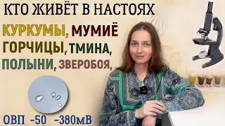 Настои под микроскопом: горчица, куркума, полынь, пижма, тмин, мумие...