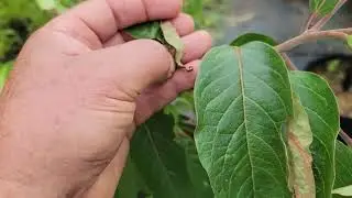 Common Persimmon