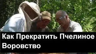 #58 How to Stop Bee Stealing? Experience Sharing. Beekeeping. Apiary.