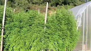 IRANIAN - PURE INDICA 8/5/24